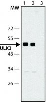 Anti-ULK3 antibody produced in rabbit 