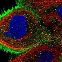 Anti-USP4 antibody produced in rabbit