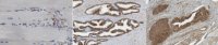 Anti-Utrophin A 
