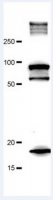 Anti-Utrophin A 