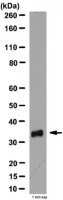 Anti-VDAC Antibody 