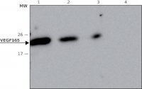 Anti-VEGF165 antibody, Mouse monoclonal 