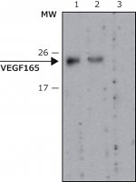 Anti-VEGF165 antibody, Mouse monoclonal