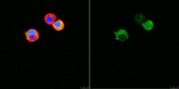Anti-Vesicular Glutamate Transporter 3 (VGLUT3) 