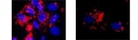 Anti-von Willebrand factor (vWF) Antibody, clone IIIE2.34 