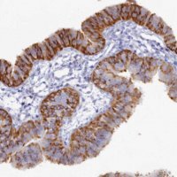 Anti-WDR35 antibody produced in rabbit