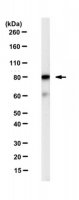 Anti-XRCC5 (Ku86) Antibody, clone N9C1 