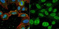 Anti-YL-1 Antibody, clone EX-1Y32 