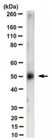 Anti-Zika virus Antibody, clone ZV-2 