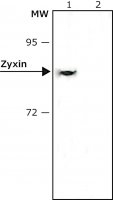 Anti-Zyxin antibody, Mouse monoclonal 