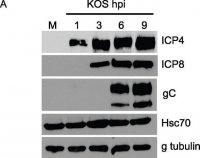 Monoclonal Anti--Tubulin antibody produced in mouse 