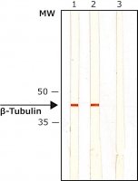 Monoclonal Anti--Tubulin I+II antibody produced in mouse 