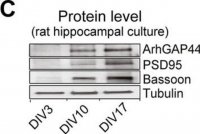 Monoclonal Anti--Tubulin III (neuronal) antibody produced in mouse 
