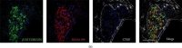 Monoclonal Anti--Tubulin III antibody produced in mouse 