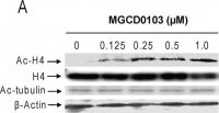 Monoclonal Anti-Acetylated Tubulin antibody produced in mouse 