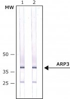 Monoclonal Anti-ARP3 antibody produced in mouse