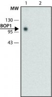 Monoclonal Anti-BOP1 antibody produced in rat 