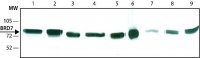 Monoclonal Anti-BRD7 antibody produced in rat 