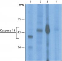 Monoclonal Anti-Caspase 11 antibody produced in rat 