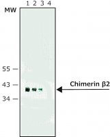 Monoclonal Anti-Chimerin 2 antibody produced in rat 