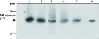 Monoclonal Anti-DNA polymerase p125 antibody produced in rat 