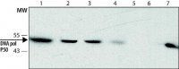Monoclonal Anti-DNA polymerase p50 antibody produced in rat 