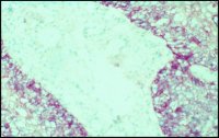 Monoclonal Anti-Epidermal Growth Factor Receptor antibody produced in mouse 