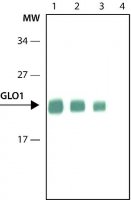 Monoclonal Anti-Glyoxalase I antibody produced in rat 