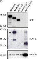 Monoclonal Anti-Green Fluorescent Protein (GFP) antibody produced in mouse 