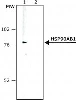 Monoclonal Anti-Heat Shock Protein 90 antibody produced in mouse 