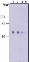 Monoclonal Anti-hKid antibody produced in mouse 