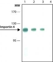 Monoclonal Anti-Importin 4 antibody produced in rat 