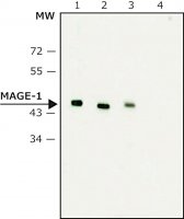 Monoclonal Anti-MAGE-1 antibody produced in mouse 