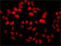 Monoclonal Anti-MDC1 antibody produced in mouse