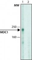 Monoclonal Anti-MDC1 antibody produced in mouse