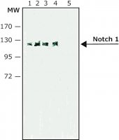 Monoclonal Anti-Notch 1 antibody produced in rat 