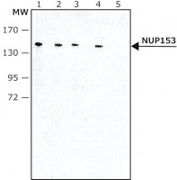 Monoclonal Anti-NUP153 antibody produced in rat 