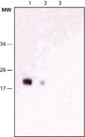 Monoclonal Anti-NY-ESO-1 antibody produced in mouse 