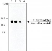 Monoclonal Anti-O-Glycosylated Neurofilament-M antibody produced in mouse 