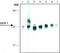 Monoclonal Anti-OSTF1 antibody produced in mouse 