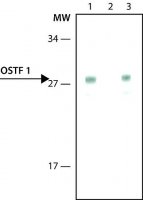Monoclonal Anti-OSTF1 antibody produced in mouse 