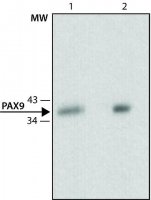 Monoclonal Anti-PAX9 antibody produced in rat 