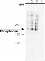 Monoclonal Anti-Phosphacan antibody produced in mouse 