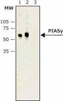 Monoclonal Anti-PIASy antibody produced in mouse 