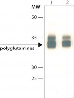 Monoclonal Anti-Polyglutamines antibody produced in mouse 