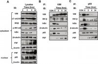 Monoclonal Anti-PSF antibody produced in mouse 