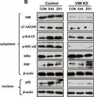 Monoclonal Anti-PSF antibody produced in mouse