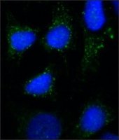 Monoclonal Anti-Rab7 antibody produced in mouse 