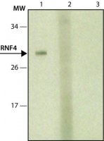 Monoclonal Anti-RNF4 antibody produced in mouse
