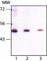 Monoclonal Anti-Seladin-1 antibody produced in mouse 